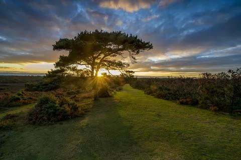 Sunset over a lone pine tree at Bratley View during autumn in the New Forest Stock Photos