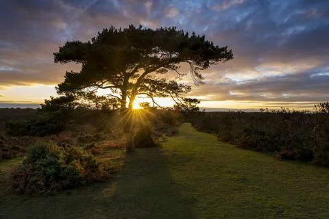 Sunset over a lone pine tree at Bratley View during autumn in the New Forest Stock Photos
