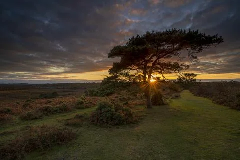 Sunset over a lone pine tree at Bratley View during autumn in the New Forest Stock Photos