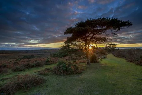Sunset over a lone pine tree at Bratley View during autumn in the New Forest Stock Photos
