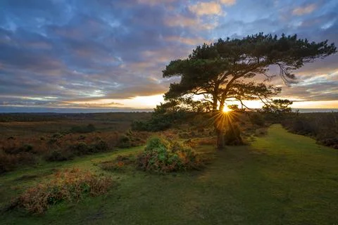 Sunset over a lone pine tree at Bratley View during autumn in the New Forest Stock Photos