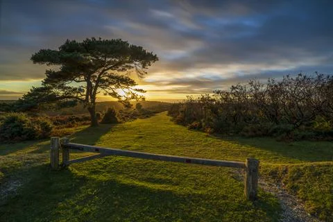 Sunset over a lone pine tree at Bratley View during autumn in the New Forest Stock Photos