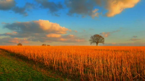 Sunset over lonely tree and fields hdr time lapse Stock Footage 648305