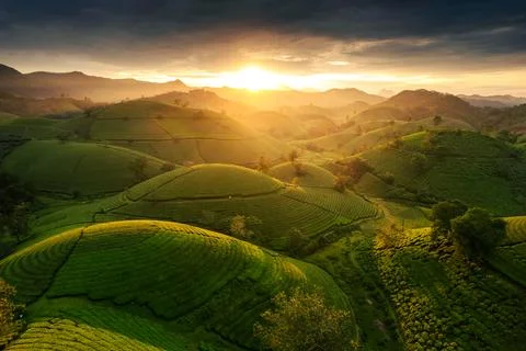 Sunset over Long Coc tea hill in agricultural field at Vietnam 스톡 사진