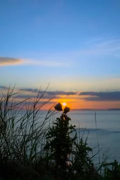 Sunset over loop head with silhouetted wild tall thistles Stock Photos