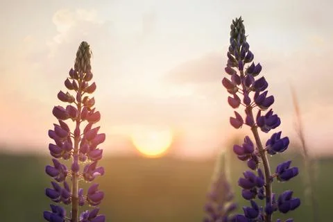 Sunset over lupines Stock Photos