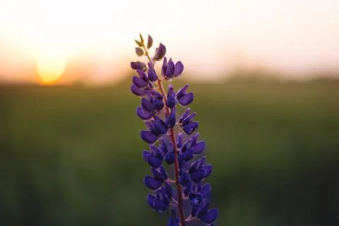 Sunset over lupines Stock Photos