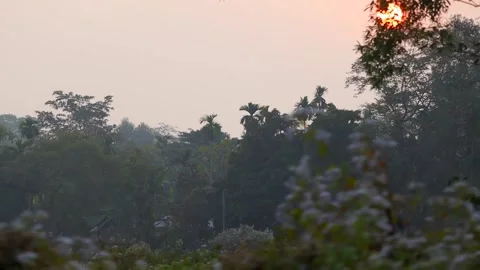 Sunset over lush forest landscape in rural Assam, India Stock Footage 326987692