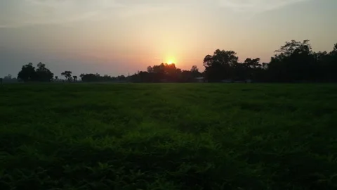 Sunset Over Lush Green Field  Golden Hour Agricultural Landscape Video stock 345679243