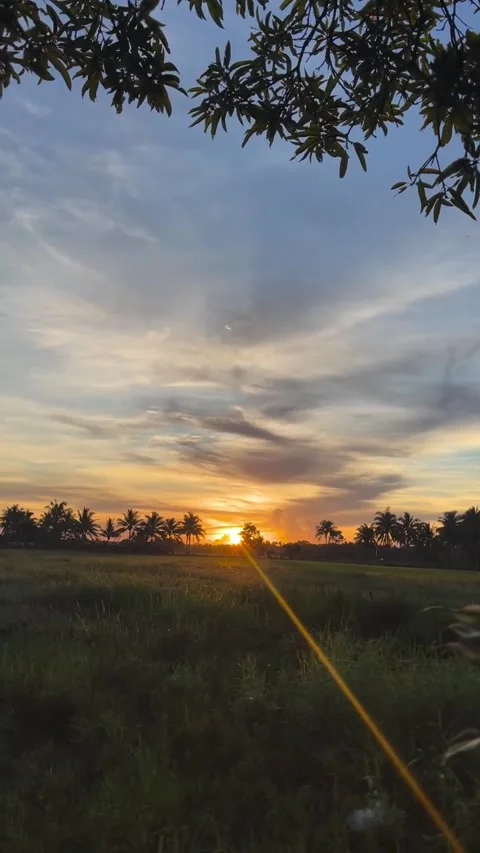 Sunset Over Lush Green Fields and Palm Trees Vídeos de archivo 341317241