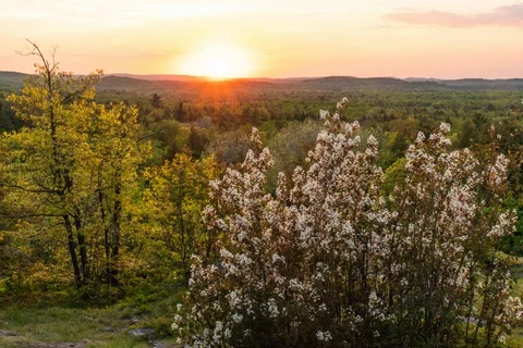 Sunset over lush green forest Stock-Footage 128161473