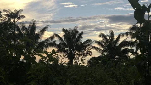 Sunset Over Lush Greenery and Palm Trees in Guaviare Stock Footage 336520364
