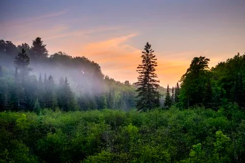 Sunset over lush vegetation Stock Photos