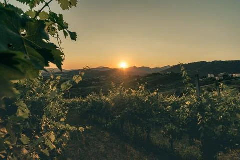 Sunset over lush vineyard rows in the Italian hills 스톡 사진