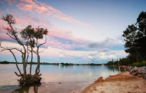 Sunset over mangrove tree Stock Photos