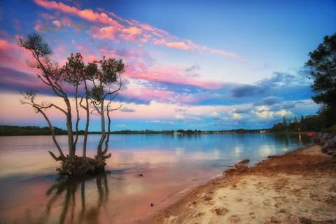 Sunset over mangrove tree Stock Photos