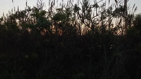 Sunset over the marsh 動画素材 138130179