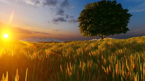 Sunset over meadow and single tree Stock Footage 136516407