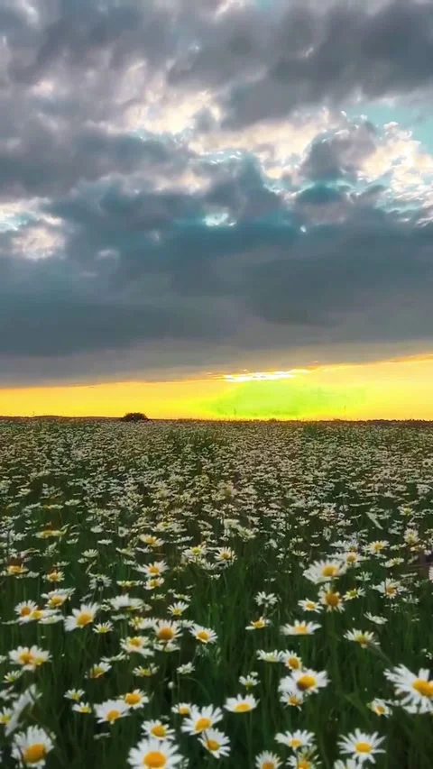 Sunset Over Meadow Filled With Flowering Trees 4K Drone Stock Footage 321728968