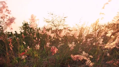 Sunset Over meadow of flowers 4k slowmotion Stock Footage 152871372