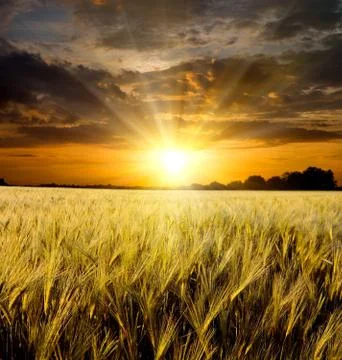 Sunset over meadow Stock Photos