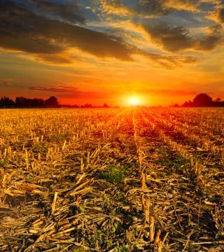 Sunset over meadow Stock Photos