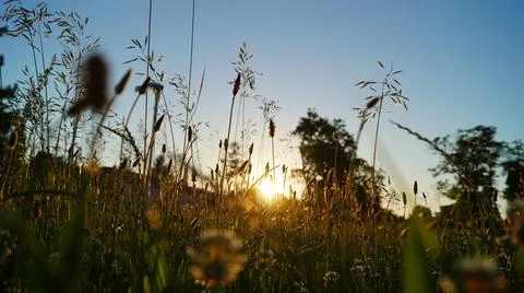 Sunset over meadow Photos