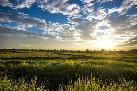 Sunset over meadow Stock-Fotos