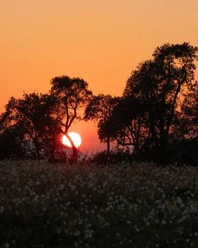 Sunset Over Mountain, Tree Silhouettes, Orange Sky, Algeria Stock Photos
