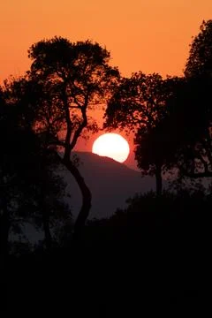 Sunset Over Mountain, Tree Silhouettes, Orange Sky, Algeria Stock Photos