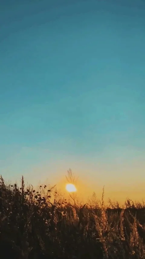 Sunset Over Natural Landscape with Clear Sky and Silhouetted Trees Stock Footage 342370094
