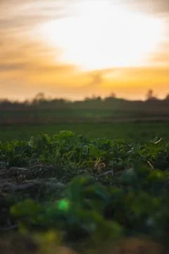 Sunset over nearly empty fields at the beginning of spring Stock Photos