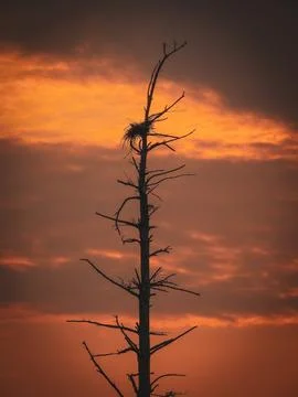 Sunset over the nest 스톡 사진