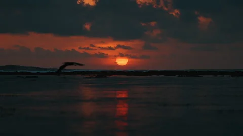 Sunset over ocean with bird flying in silhouette Stock Footage 303392506