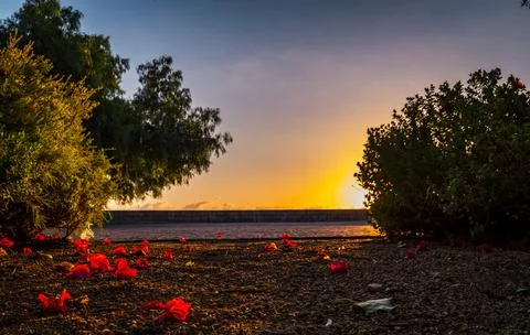 Sunset over the ocean with fallen red petals on the ground Fotos de archivo
