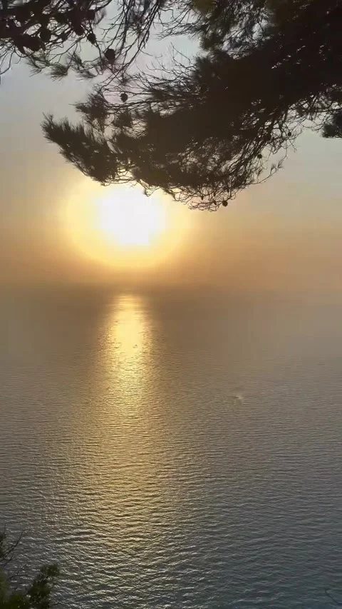 Sunset Over Ocean Framed by Tree Leaves Stock Footage 341317021
