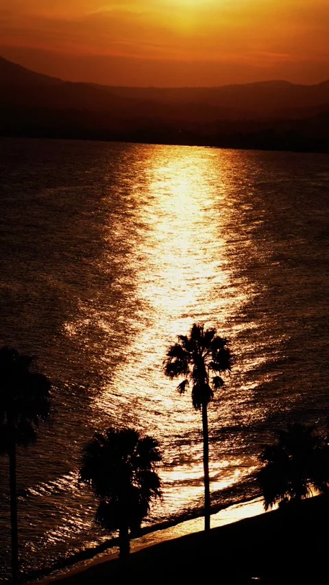 Sunset over ocean with palm tree silhouettes and golden sun reflection on w.. Stock Footage 339373224