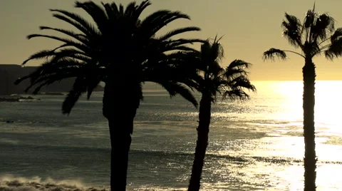 Sunset over the Ocean with Palm Trees  rocky coastline Southern California Stock Footage 58065399