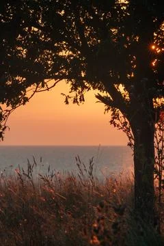Sunset Over Ocean Through Tree Branches Stock Photos