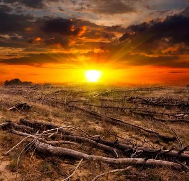Sunset over old dead trees Stock Photos