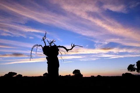 Sunset over an old tree silhouette in Extremadura landscape Stock Photos