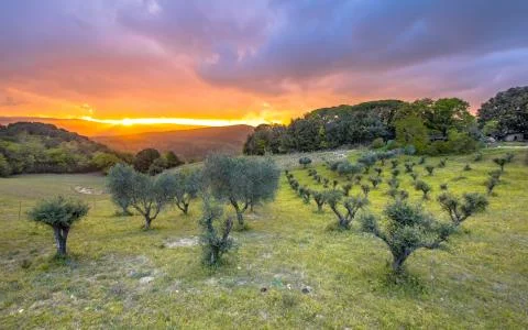 Sunset over olive grove Stock Photos