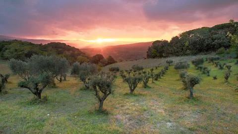 Sunset over olive grove Stock Photos