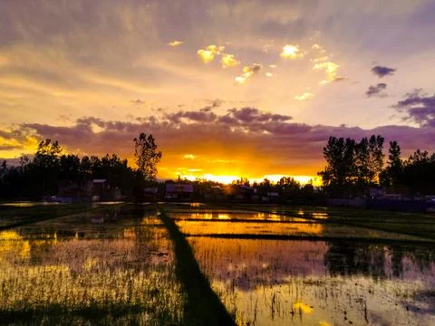 Sunset over paddy fields Stock Photos