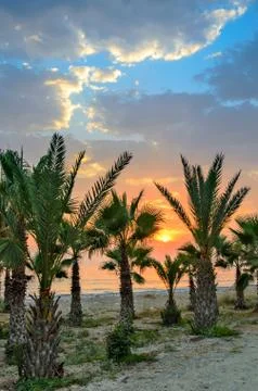 Sunset over palm beach Stock Photos