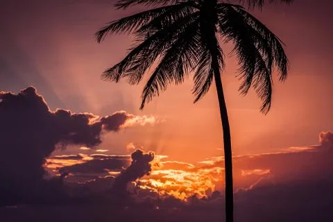 Sunset over a palm tree and clouds Stock Photos