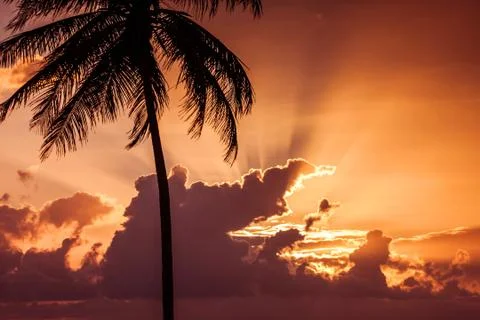 Sunset over a palm tree and clouds Stock Photos