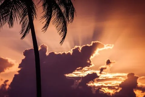 Sunset over a palm tree and clouds Stock Photos