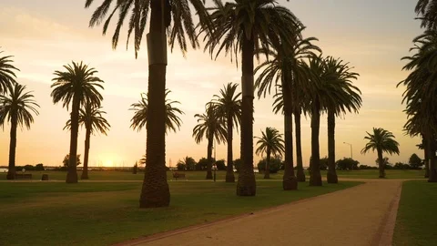 Sunset over palm trees at Saint Kilda in Melbourne in Australia in the summer Stock Footage 91617191