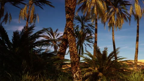 Sunset over palm trees in a tropical landscape by the ocean Stock Footage 342041272
